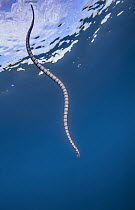 RF - Banded sea krait (Laticauda sp.) swimming close to surface, Raja Ampat, Indonesia, Pacific Ocean. (This image may be licensed either as rights managed or royalty free.)