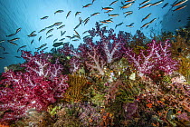 RF - Bluestreak fusiliers (Pterocaesio tile) school feeding on plankton above purple and magenta Soft corals (Dendronephthya sp.) with Solitary tunicates (Polycarpa aurata), Compound ascidians (Ascidi...