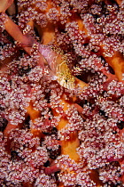 RF - Threadfin hawkfish (Cirrhitichthys aprinus) resting on soft coral (Nephtheidae),Triton Bay, West Papua, Pacific Ocean. (This image may be licensed either as rights managed or royalty free.)