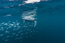 Leatherback sea turtle (Dermochelys coriacea) swimming close to surface accompanied by Remoras (Remora sp.), Kei Islands, Moluccas, Indonesia, Banda Sea, southwest Pacific Ocean.