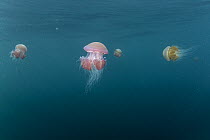 Group of Sea tomato jellyfish (Crambione mastigophora) drifting in ocean, Kei Islands, Moluccas, eastern Indonesia, Banda Sea, southwest Pacific Ocean.