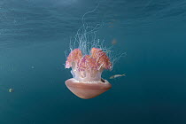 Sea tomato jellyfish (Crambione mastigophora) drifting with juvenile Pilot fish (Naucrates ductor), Kei Islands, Moluccas, eastern Indonesia, Banda Sea, southwest Pacific Ocean.