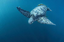Leatherback sea turtle (Dermochelys coriacea) swimming underwater accompanied by Remoras (Remora sp.), Kei Islands, Moluccas, Indonesia, Banda Sea, southwest Pacific Ocean.