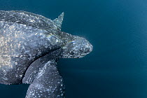 Leatherback sea turtle (Dermochelys coriacea) swimming underwater, Kei Islands, Moluccas, eastern Indonesia, Banda Sea, southwest Pacific Ocean.