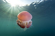 RF - Sea tomato jellyfish (Crambione mastigophora) with juvenile Pilot fish (Naucrates ductor) among its tentacles, drifting close to surface with sunrays, Kei Islands, Moluccas, Indonesia, Banda Sea,...