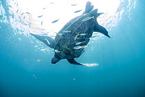 RF - Leatherback sea turtle (Dermochelys coriacea) swimming close to surface accompanied by Remoras (Remora sp.), Kei Islands, Moluccas, Indonesia, Banda Sea, southwest Pacific Ocean. (This image may...