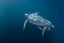 RF - Leatherback sea turtle (Dermochelys coriacea) swimming underwater accompanied by three Remoras (Remora sp.), Kei Islands, Moluccas, Indonesia, Banda Sea, southwest Pacific Ocean. (This image may...