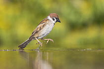 Tree sparrow (Passer montanus) running through shallow water at drinking pool, near Bratsigovo, Bulgaria. June.