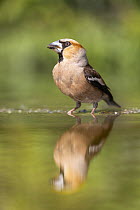 Hawfinch (Coccothraustes coccothraustes) male, standing in shallow pool, near Bratsigovo, Bulgaria. June.