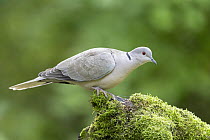 Collared dove (Streptopelia decaocto) perched on moss-covered branch, near Bratsigovo, Bulgaria. May.