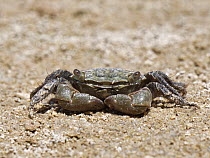African matchbox crab (Pachygrapsus transversus) walking on intertidal mudflats, Sotavento Lagoon, Fuerteventura, Canary Islands. September.