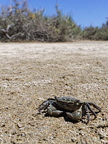 African matchbox crab (Pachygrapsus transversus) walking over intertidal mudflats, Sotavento Lagoon, Fuerteventura, Canary Islands. September.