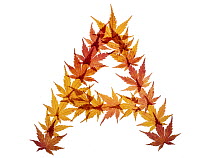 Capital letter A made with Japanese maple (Acer palmatum) leaves in autumn.
