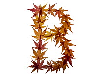 Capital letter B made with Japanese maple (Acer palmatum) leaves in autumn.
