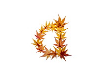 Lower case letter a made with Japanese maple (Acer palmatum) leaves in autumn.