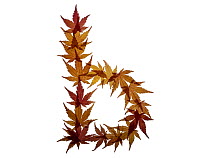 Lower case letter b made with Japanese maple (Acer palmatum) leaves in autumn.