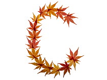 Capital letter C made with Japanese maple (Acer palmatum) leaves in autumn.
