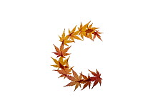 Lower case letter c made with Japanese maple (Acer palmatum) leaves in autumn.