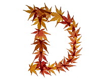 Capital letter D made with Japanese maple (Acer palmatum) leaves in autumn.