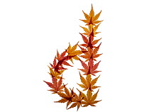 Lower case letter d made with Japanese maple (Acer palmatum) leaves in autumn.