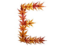 Capital letter E made with Japanese maple (Acer palmatum) leaves in autumn.