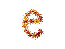 Lower case letter e made with Japanese maple (Acer palmatum) leaves in autumn.