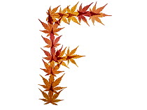 Capital letter F made with Japanese maple (Acer palmatum) leaves in autumn.