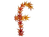 Lower case letter f made with Japanese maple (Acer palmatum) leaves in autumn.