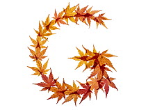 Capital letter G made with Japanese maple (Acer palmatum) leaves in autumn.