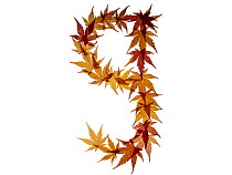 Lower case letter g made with Japanese maple (Acer palmatum) leaves in autumn.