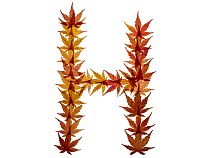 Capital letter H made with Japanese maple (Acer palmatum) leaves in autumn.