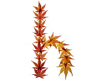Lower case letter h made with Japanese maple (Acer palmatum) leaves in autumn.