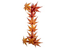Capital letter I made with Japanese maple (Acer palmatum) leaves in autumn.