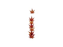 Lower case letter i made with Japanese maple (Acer palmatum) leaves in autumn.