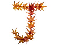 Capital letter J made with Japanese maple (Acer palmatum) leaves in autumn.