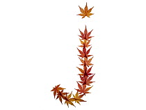 Lower case letter j made with Japanese maple (Acer palmatum) leaves in autumn.