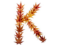 Capital letter K made with Japanese maple (Acer palmatum) leaves in autumn.