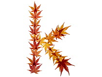 Lower case letter k made with Japanese maple (Acer palmatum) leaves in autumn.