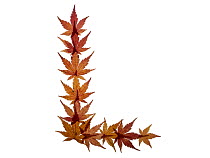 Capital letter L made with Japanese maple (Acer palmatum) leaves in autumn.