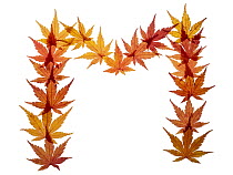 Capital letter M made with Japanese maple (Acer palmatum) leaves in autumn.