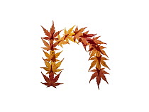 Lower case letter n made with Japanese maple (Acer palmatum) leaves in autumn.