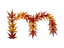 Lower case letter m made with Japanese maple (Acer palmatum) leaves in autumn.