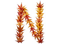 Capital letter N made with Japanese maple (Acer palmatum) leaves in autumn.
