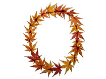 Capital letter O made with Japanese maple (Acer palmatum) leaves in autumn.