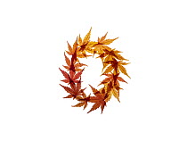Lower case letter o made with Japanese maple (Acer palmatum) leaves in autumn.