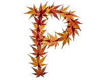 Capital letter P made with Japanese maple (Acer palmatum) leaves in autumn.