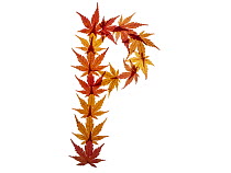 Lower case letter p made with Japanese maple (Acer palmatum) leaves in autumn.