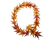 Capital letter Q made with Japanese maple (Acer palmatum) leaves in autumn.