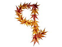 Lower case letter q made with Japanese maple (Acer palmatum) leaves in autumn.