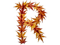 Capital letter R made with Japanese maple (Acer palmatum) leaves in autumn.